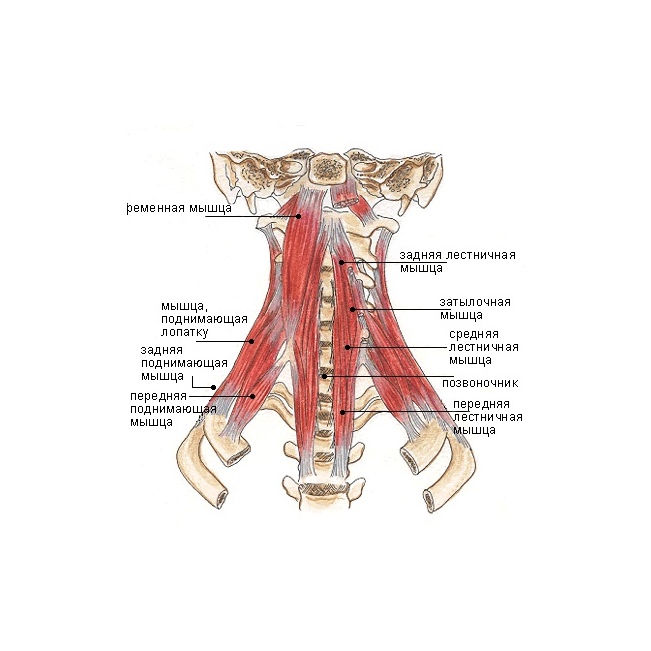 Лестничные мышцы анатомия. Передняя лестничная мышца шеи анатомия. Задняя лестничная мышца шеи анатомия. Лестничные мышцы шеи анатомия. Передняя средняя задняя лестничные мышцы шеи.