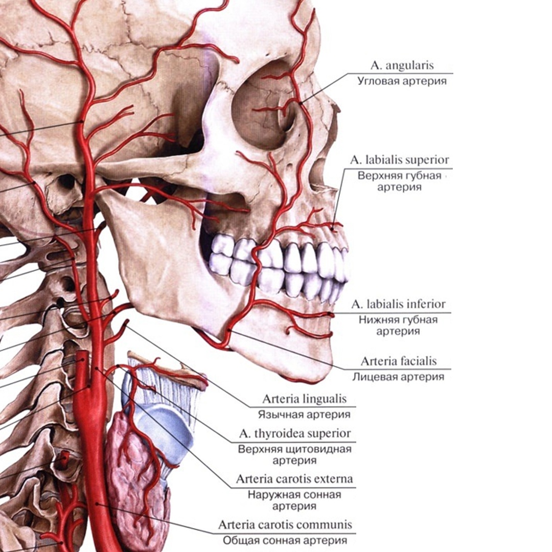 Сонные артерии на лице. Кровоснабжение лицевой артерии. Лицевая артерия анатомия.