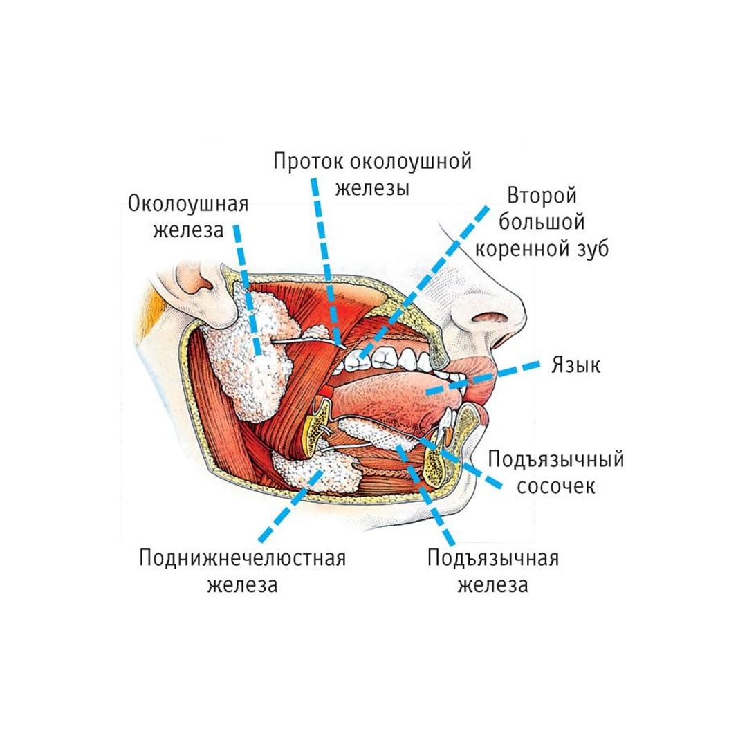 Железы выделяющие слюну. Слюнные железы состав слюны биология 8. Слюнные железы ротовая жидкость. Слюнные железы лизоцим. Функции слюнных желез состав слюны.