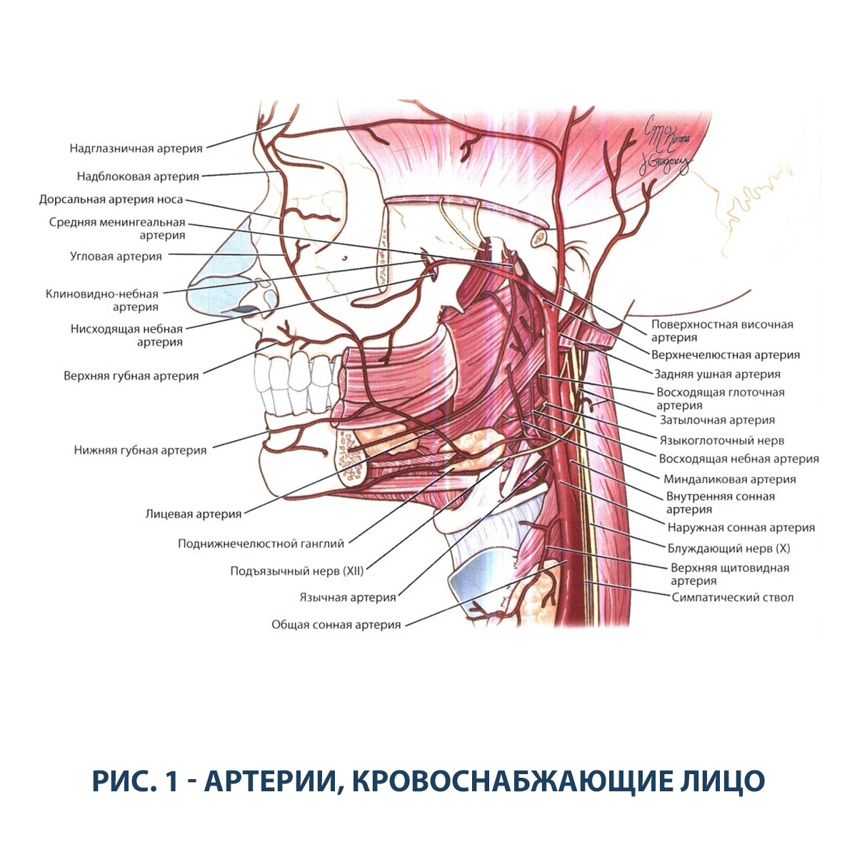 Нисходящий нерв. Лицевая артерия ветви схема. Верхнечелюстная артерия анатомия ветви. Восходящая глоточная артерия анатомия. Верхняя щитовидная артерия схема.