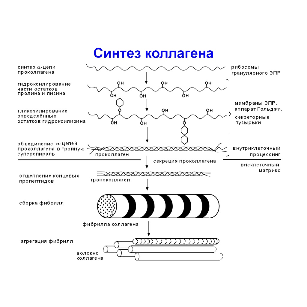 Периоду синтеза. Схема этапов синтеза коллагена. Этапы синтеза коллагена биохимия. Внеклеточный этап синтеза коллагена. Синтез полипептидных цепей коллагена.