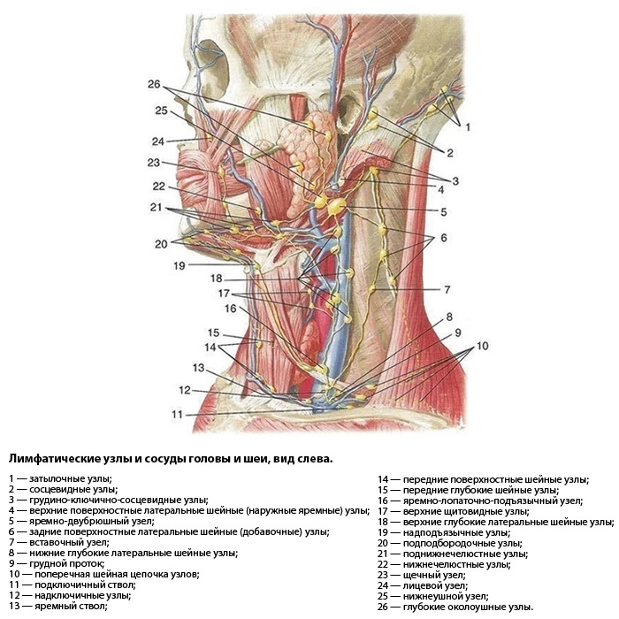 Лимфатические узлы и сосуды головы и шеи, вид слева